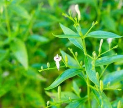 Andrographis Paniculata Herb Seeds