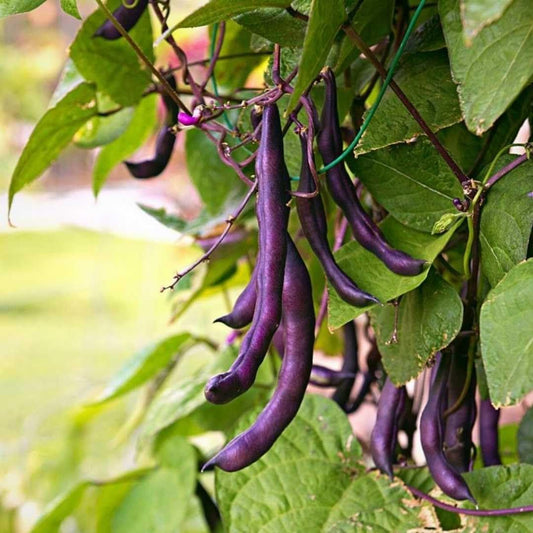 Violette Climbing Beans – High-Quality Heirloom Variety for Vertical Gardens Exotic Vegetable Seeds