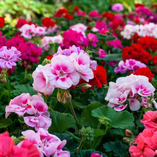 Geranium Pacific Mixed Winter Flower Seeds