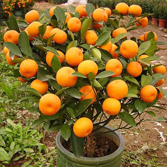 Sweet Juicy Orange Fruit Seeds
