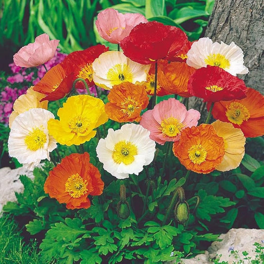 Iceland Poppy Nudicale Mixed Winter Flower Seeds