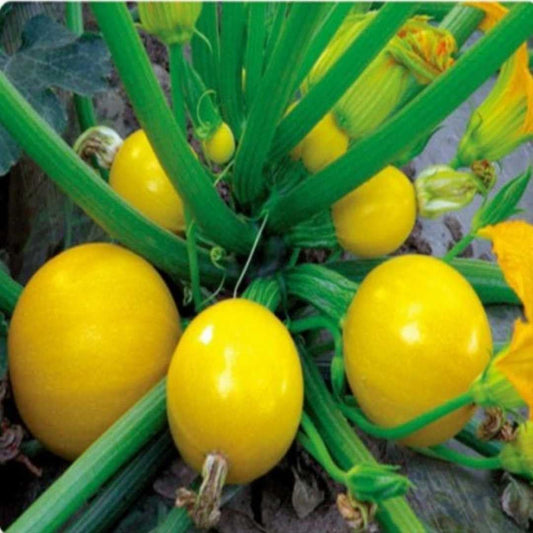 American Round Yellow Squash/Zucchini - Fresh & Vibrant Summer Vegetable