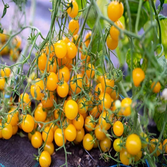 Cherry Yellow Currant Tomatoes - Sweet & Tangy Delight Exotic Vegetable Seeds