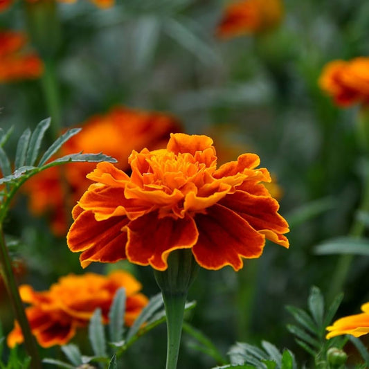 Marigold Desi Jafri Flower Seeds