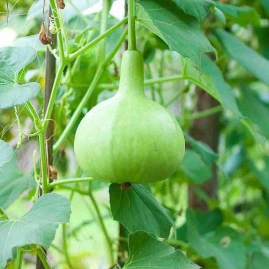 Bottlegourd F1 Latt-Bulb Shape Vegetable Seeds