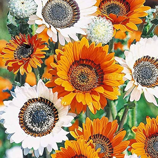 VENDIUM Orange/White Winter Flower Seeds