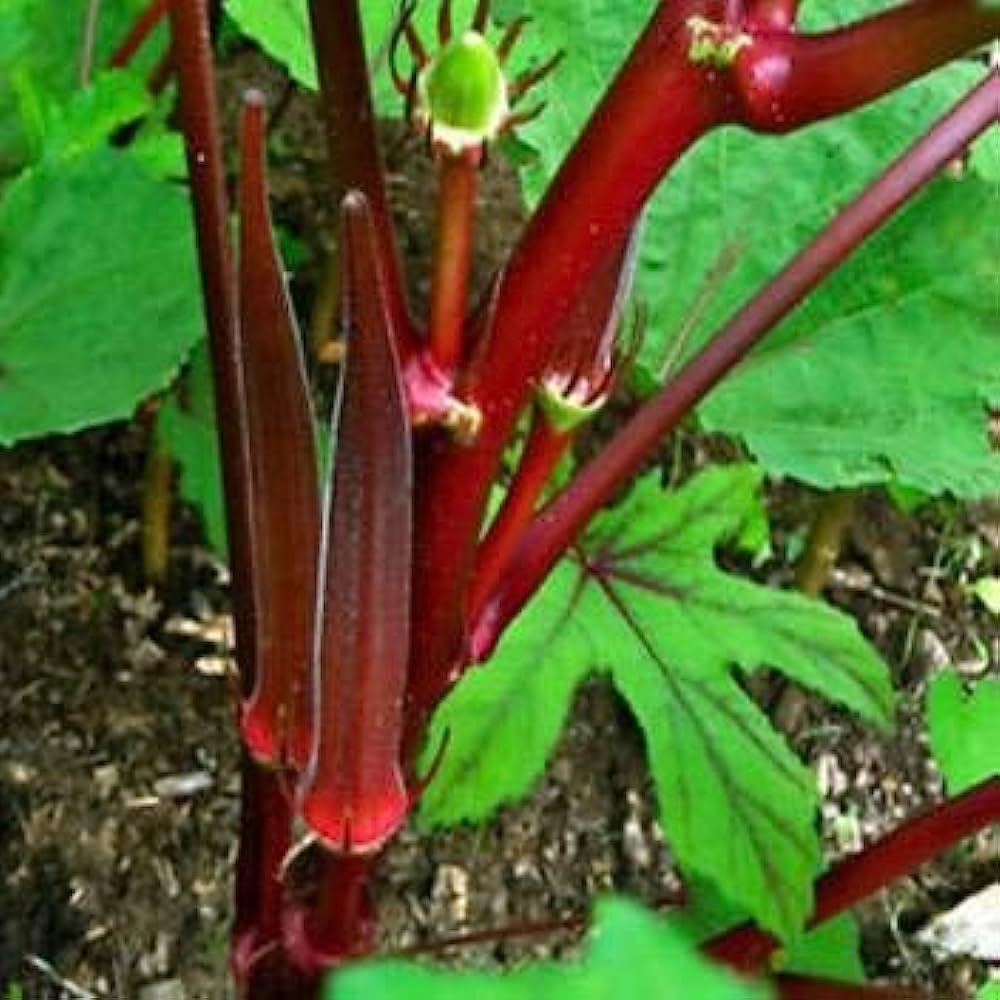 Okra Red Selection Scarlet – Fresh, Vibrant & Flavorful Heirloom Variety Exotic Vegetable Seeds