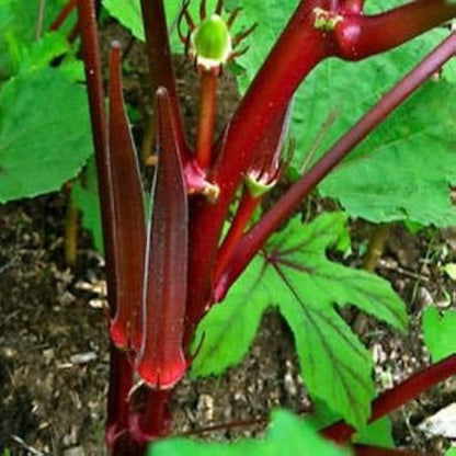 Okra Red Selection Scarlet – Fresh, Vibrant & Flavorful Heirloom Variety Exotic Vegetable Seeds