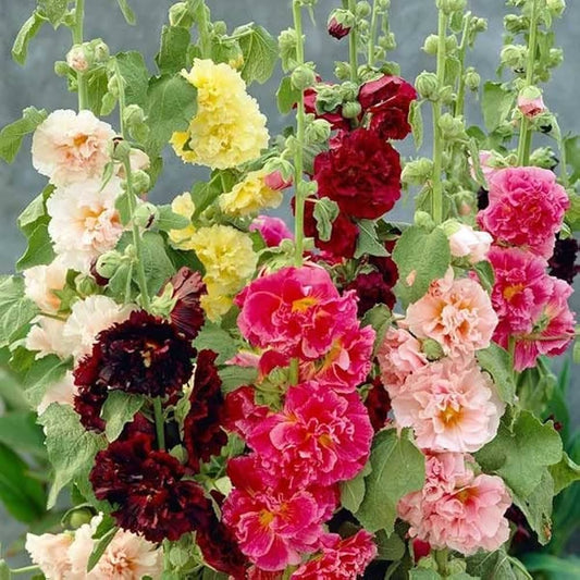 HOLLYHOCK F1 Dwarf Winter Flower Seeds