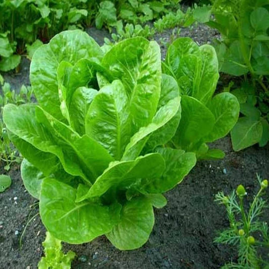 Iceberg Crispiano Lettuce – Fresh & Crunchy, Perfect for Salads
