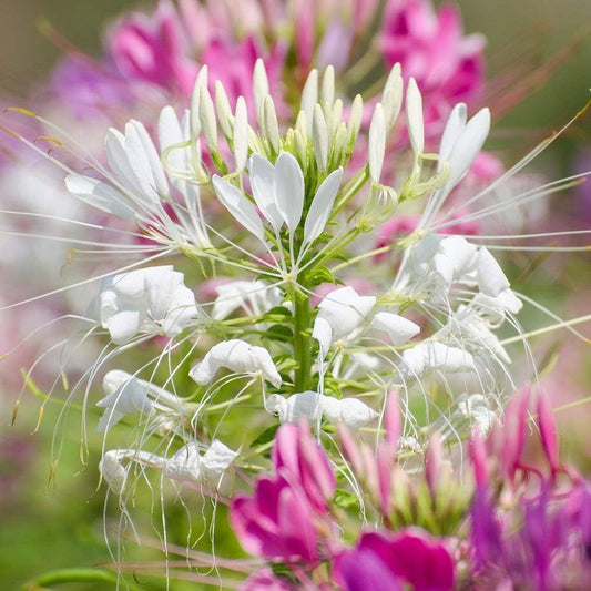 Cleome Spinosa Mixed Flower Seeds