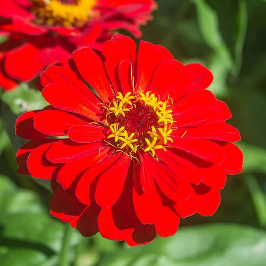 Zinnia F1 Tall Red Summer Flower Seeds