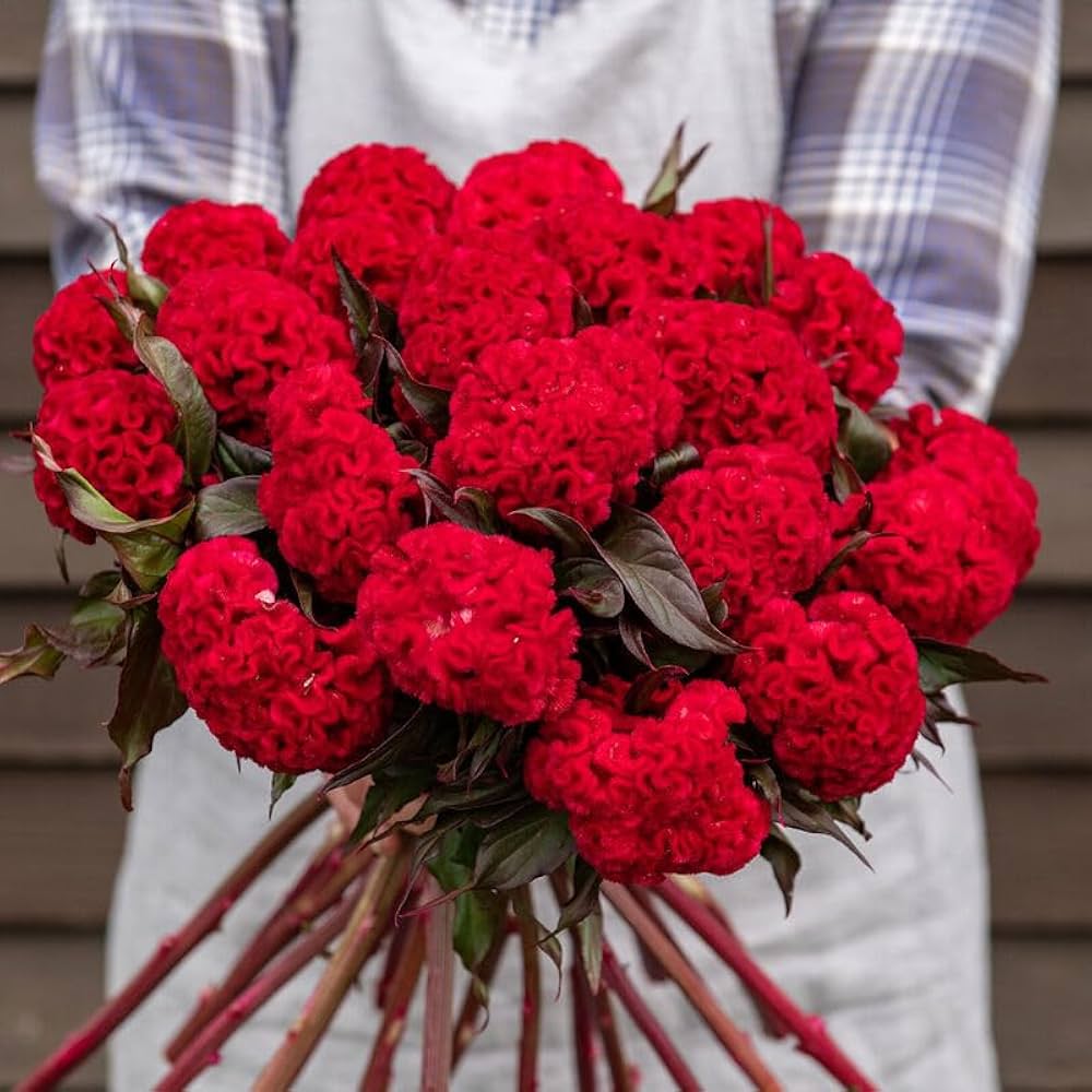Celosia Red Summer Flower Seeds