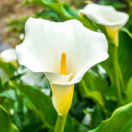 Elegant White Calla Lily Flower Bulbs