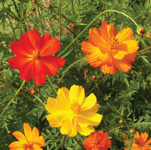 Cosmos Bright Light Mixed Flower Seeds