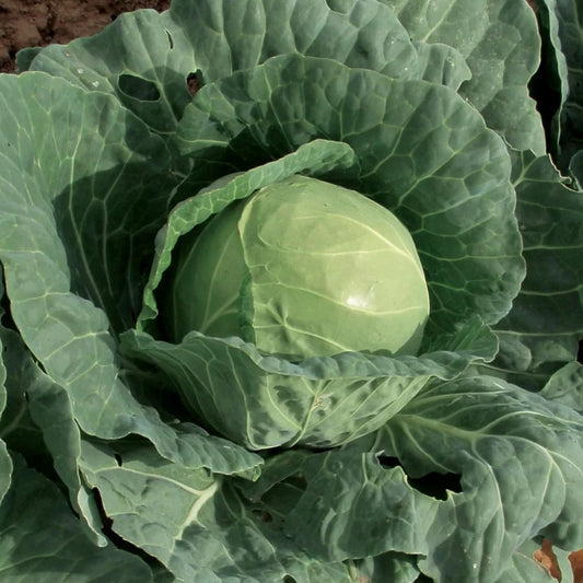 Green Ball Cabbage Vegetable Seeds