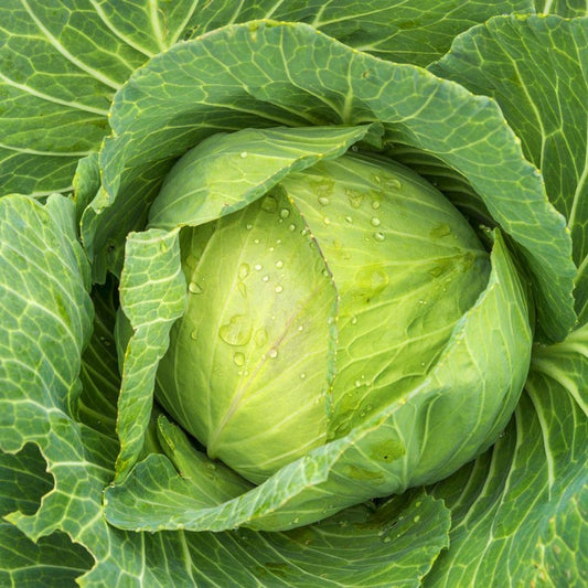 Green Ball Cabbage Vegetable Seeds