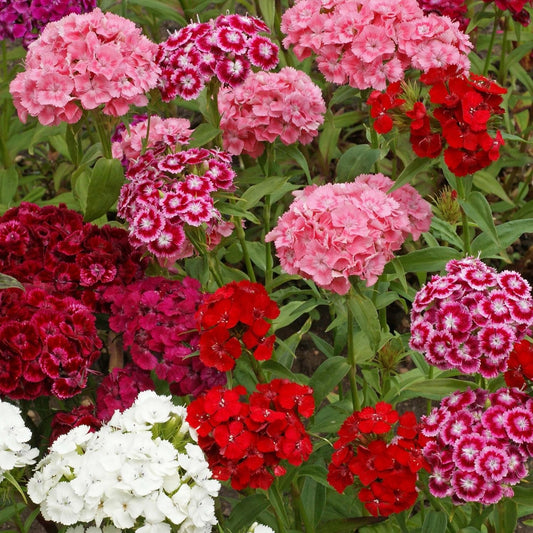 Dianthus Barbatus Sweet William Mixed Winter Flower Seeds