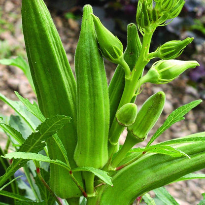 Lady Finger Vegetable Seeds – High-Yielding, Organic Okra Seeds for Home Gardening