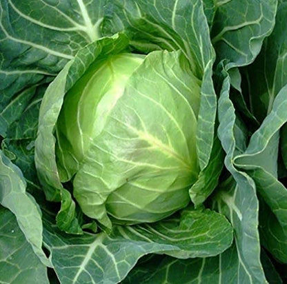 Green Ball Cabbage Vegetable Seeds