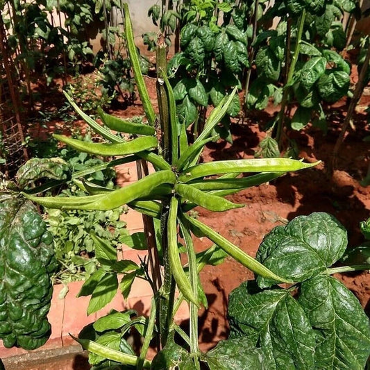 Guar Pusa Nova Vegetable Seeds