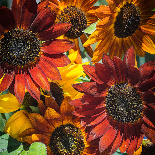 Sunflower Evening Sun Red Summer Flower Seeds
