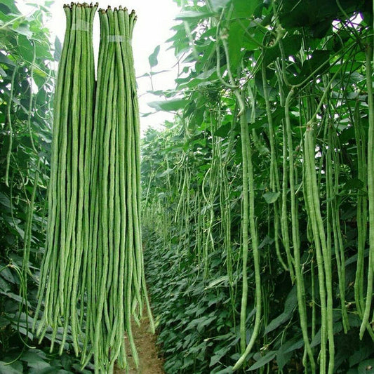 Yard Long Beans Imported Thailand Vegetable Seeds