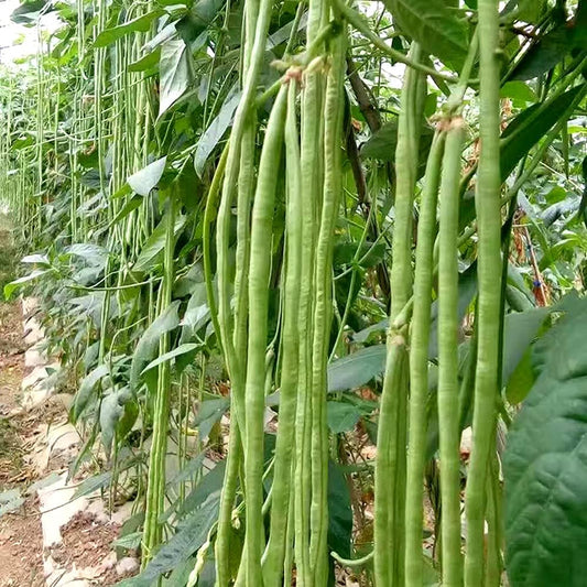 Yard Long Beans Imported Thailand Vegetable Seeds