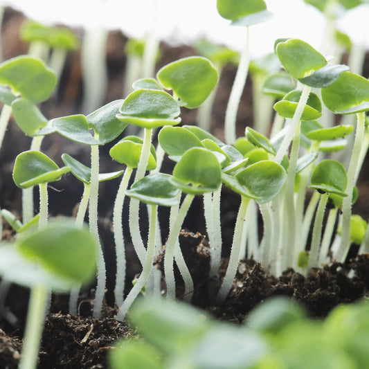 Thai Basil Microgreens Seeds