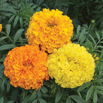 Marigold Cracker Jack Mixed Winter Flower Seeds