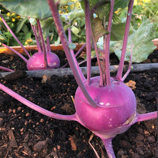 Red Knol Khol Vegetable Seeds