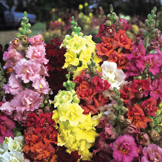 Antirrhinum Grand Mixed Edible Flower Seeds