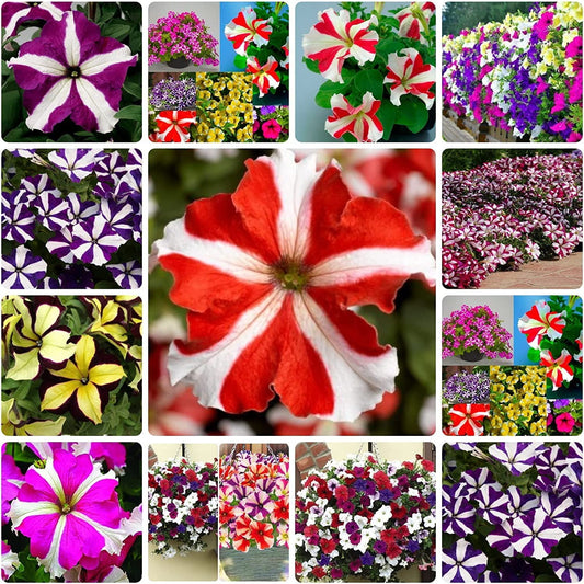 Petunia Star Pattern Flower Seeds