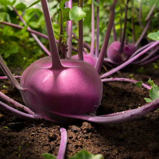 Red Knol Khol Vegetable Seeds