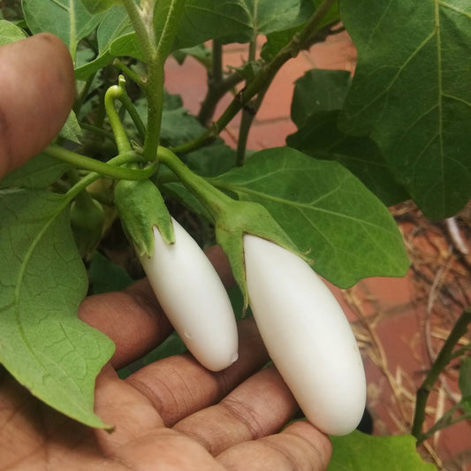 Brinjal - Eggplant F1 White Long Vegetable Seeds