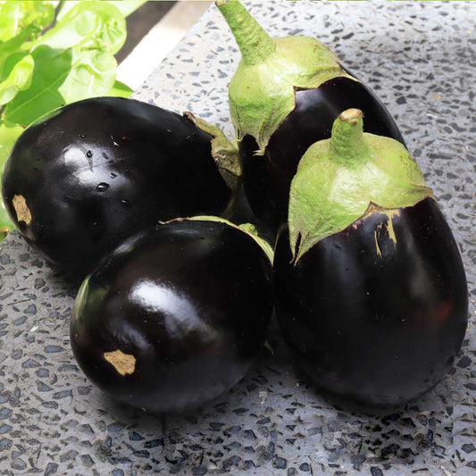 Premium F1 Hybrid Round Brinjal-Eggplant Vegetable Seeds