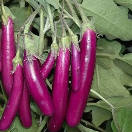Brinjal-Eggplant F1 Purple Long Seeds