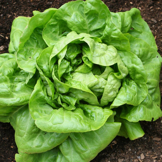 Butter Crunch Lettuce Organic Vegetable Seeds
