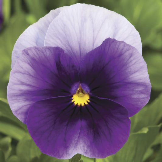 Pansy Beaconsfield Winter Flower Seeds