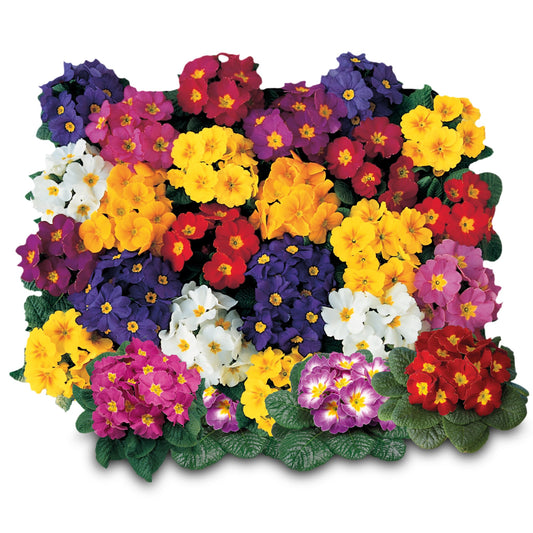 Primula Selection Mixed Winter Flower Seeds