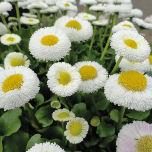 Bellis Perennis ‘White Daisy’ Winter Flower Seeds