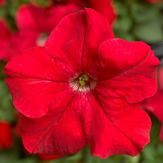 Petunia Grandiflora Red Winter Flower Seeds