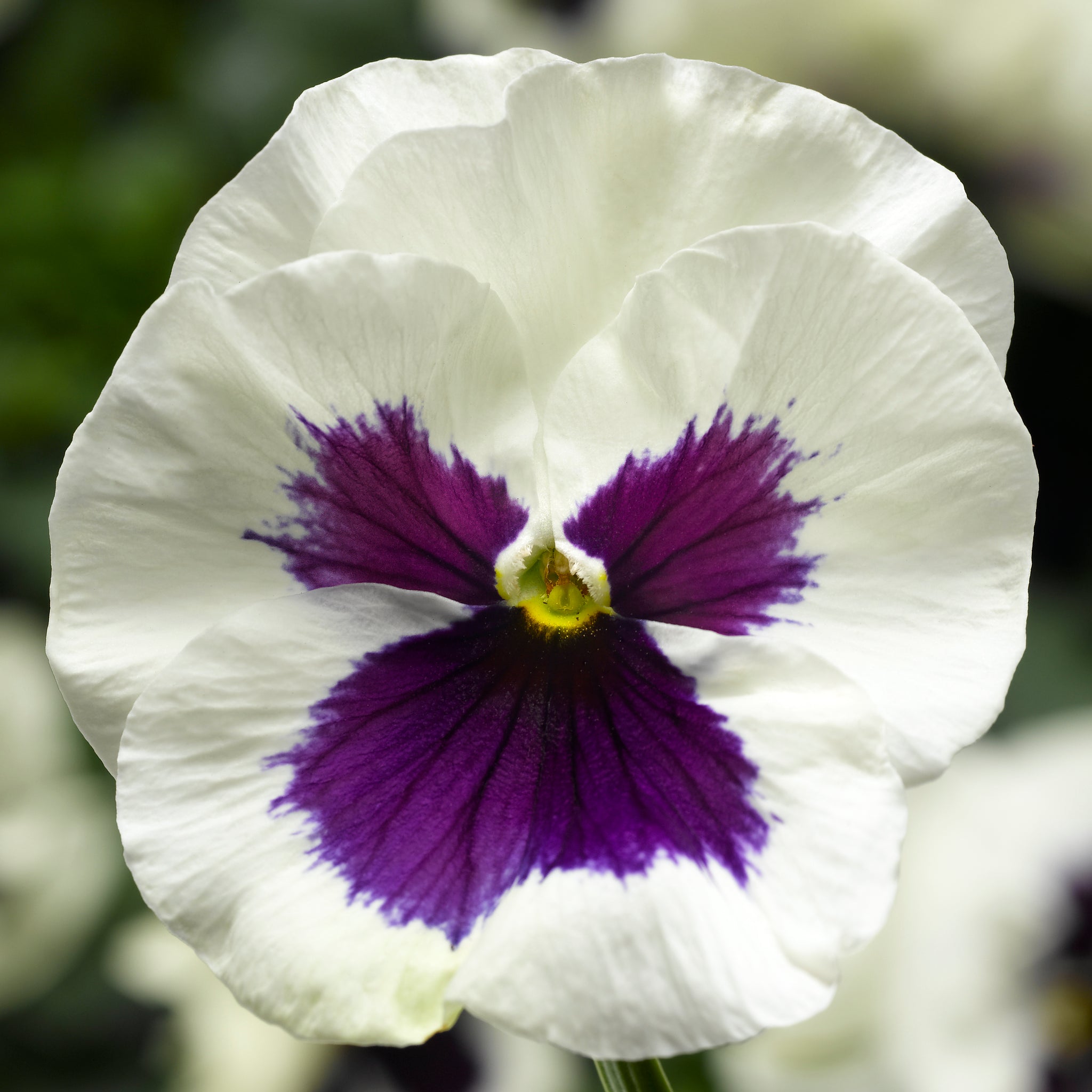 Pansy White Blotch Winter Flower Seeds