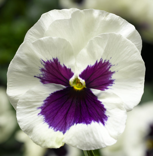 Pansy White Blotch Winter Flower Seeds