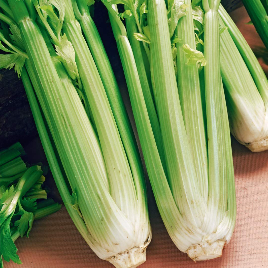 Celery Tall Utah - Fresh, Organic & Vibrant Celery for a Healthy Lifestyle Exotic Vegetable Seeds