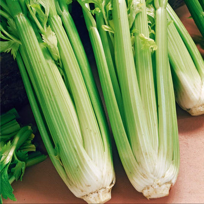 Celery Tall Utah - Fresh, Organic & Vibrant Celery for a Healthy Lifestyle Exotic Vegetable Seeds