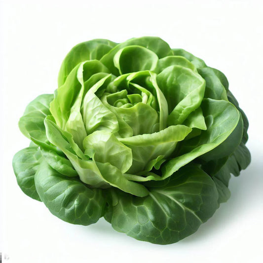 Butter Crunch Lettuce Organic Vegetable Seeds