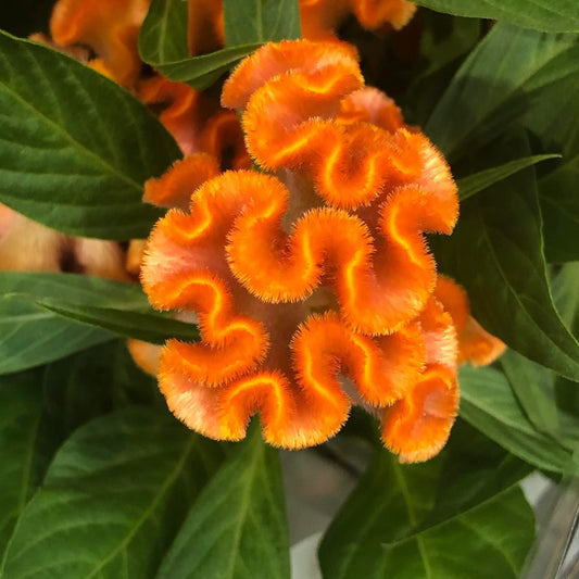 Cockscomb Orange Summer Flower Seeds