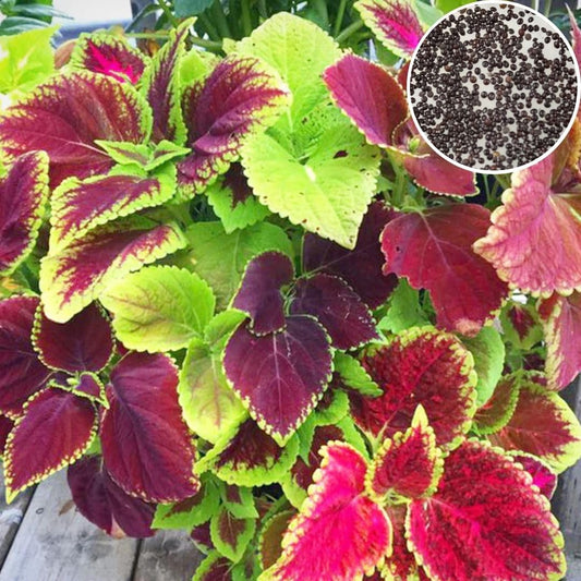 Coleus Rainbow Mixed Summer Flower Seeds