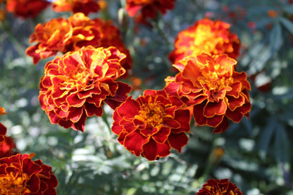 Marigold Desi Jafri Flower Seeds
